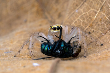 Small spiders with big prey