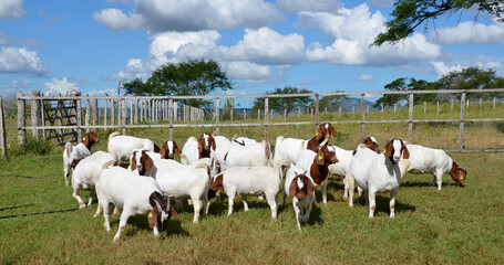 	
A group of great Boer goats grazing on the farm's green pastures.