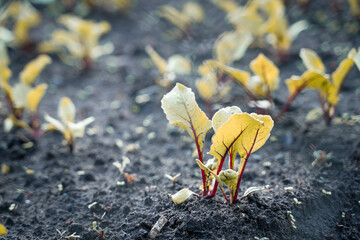 Withered yellowed beet leaves close-up in the garden bed