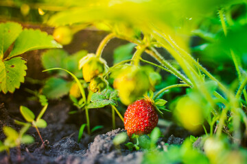 Juicy rich red strawberries grow close-up in the garden at sunrise