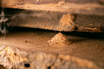 The result of the work of wood pest insects close-up. Wood chips under an oak board