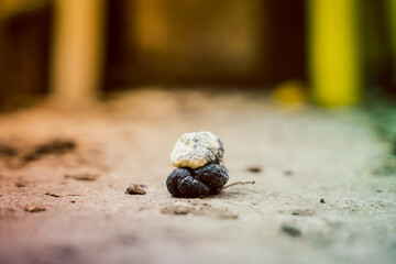 Beautiful rich color close-up photo of a chicken poop