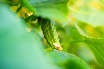 Beautiful growing green cucumber close up. Cucumber with thorns hanging on a plant in the garden