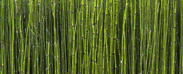 Texture Background for Design of Reeds. 
