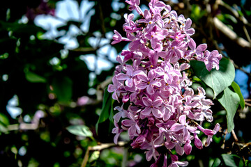 spring branches of fragrant tender blooming lilac