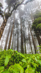 Green forest in the morning with clouds shivering