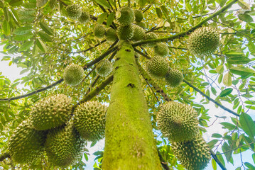 Durian tree, Fresh durian fruit on tree, Durians are the king of fruits, Tropical of asian fruit.