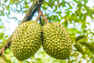 Durian tree, Fresh durian fruit on tree, Durians are the king of fruits, Tropical of asian fruit.