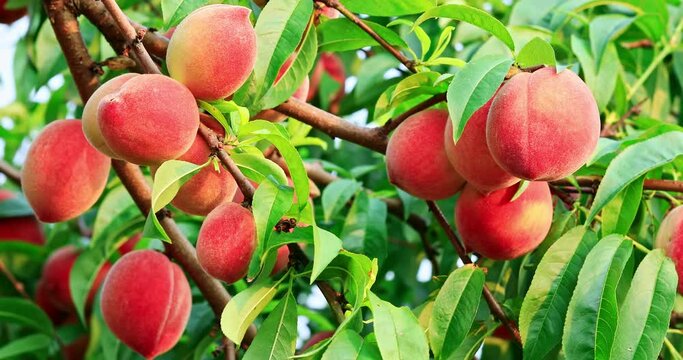 Ripe sweet peach fruit growing on peach branch in orchard. Delicious peaches on the plantation.
