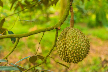 Durian tree, Fresh durian fruit on tree, Durians are the king of fruits, Tropical of asian fruit.