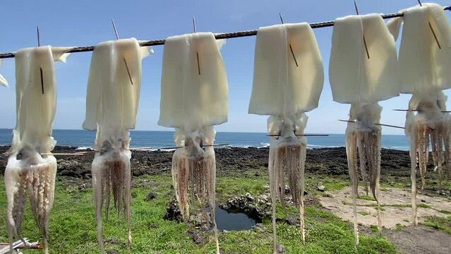 drying squid in the sea breeze
