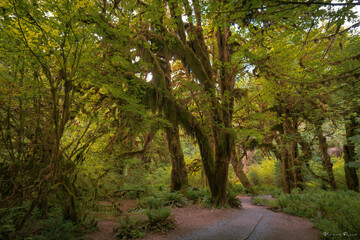Fototapeta premium path in the forest