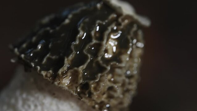 Wet Black Morel Mushroom. - close up