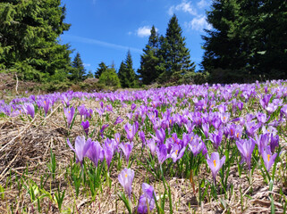blooming purple carpets of crocuses in spring on Kopaonik mountain in Serbia