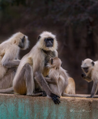 portrait of a baboon