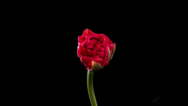 Timelapse of red tulip flower blooming on black background. Easter, spring, valentine's day, holidays concept