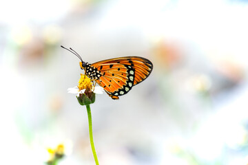 A butterfly on grass flower and natural background, Thailand.