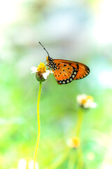 A butterfly on grass flower and natural background, Thailand.