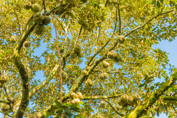 Durian tree, Fresh durian fruit on tree, Durians are the king of fruits, Tropical of asian fruit.