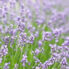 Background from violet lavender in the garden