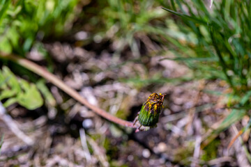 Taraxacum officinale in meadow