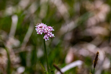 Valeriana dioica in meadow