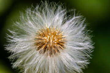 Taraxacum officinale growing in meadow, close up shoot