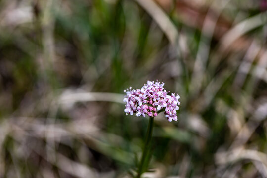 Valeriana dioica in meadow, close up shoot