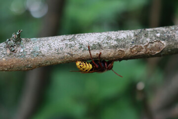 Hornet wasp on a tree branch in the garden on summer .Vespa crabro insect 