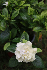 Camellia japonica in bloom. Close-up of white japanese camellia with white flower on branch