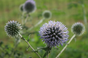Beautiful blue flowers of Echnops in the flowerbed. Globe thistles plant in bloom on summer