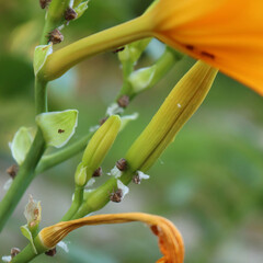 Close-up of Cochineal infestation on  orange Lily flowers. many Cochineal insects on a Lium flower 