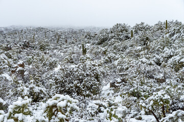Desert Winter Wonderland