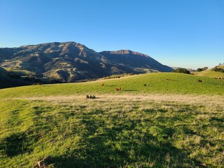 Obraz premium Cows graze on the green pastures below the summit of Mt Diablo