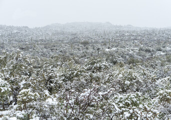 Snowy Arizona Landscape