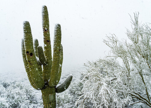 Cactus Saguaro En La Nieve Invierno Paisaje Del Desierto Foto de stock y  más banco de imágenes de Invierno - iStock
