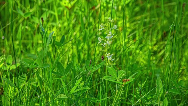 Shot over Platanthera bifolia, commonly known as butterfly-orchid, in full bloom over green grasslannds at daytime in timelapse.