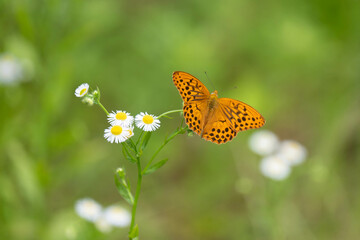 メスグロヒョウモン