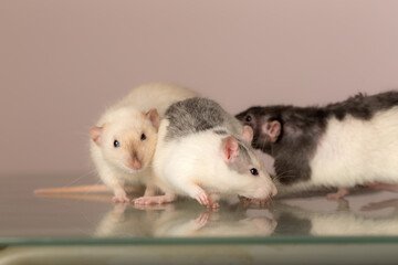 domestic rats on a table