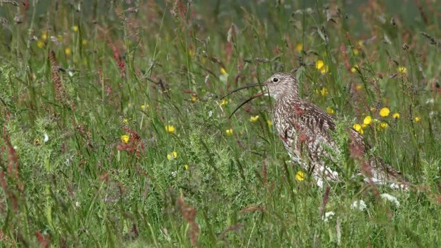 Eurasian curlew calling among wildflowers with wind blowing vegetation