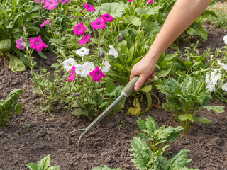 Farmer is loosening soil around flowers using hand garden rake