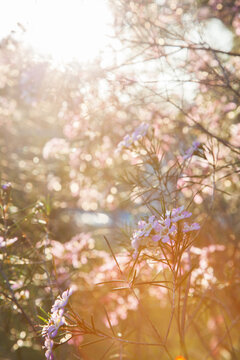 Small pink flowers on a geraldton wax bush in the sunlight