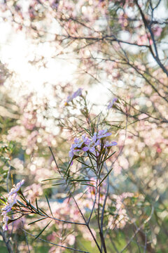 Small pink flowers on a geraldton wax bush in the sunlight