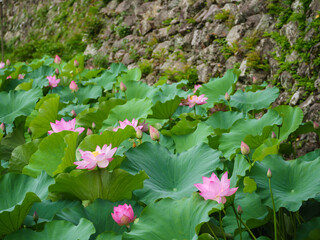 田丸城跡の堀に咲く大賀ハス
