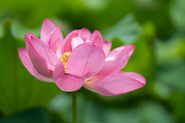 Fototapeta premium 蓮