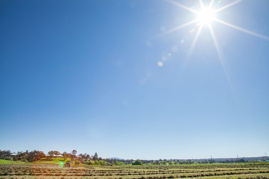 Tractor turning over windrows of lucerne hay in sunny paddock