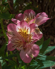 Closeup view of bright and colorful pink yellow and white flowers of alstroemeria aka Peruvian lily or lily of the Incas blooming in garden outdoors