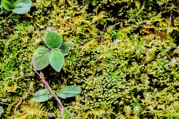 leaves on the ground