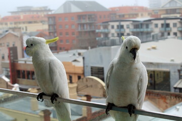 pair of cockatoos