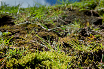 green moss on the ground